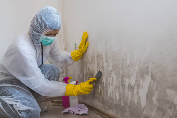 Best Water Damage & Mold Remediation  in USA